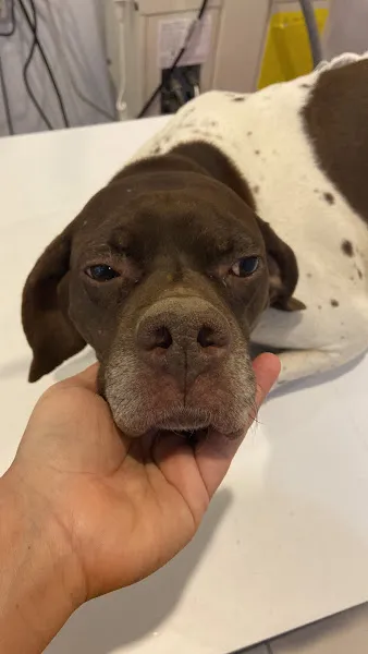 Dost Veteriner Kliniği foto 2