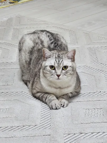 Bobo Veteriner Kliniği foto 2