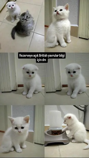 naz petshop petland foto 2