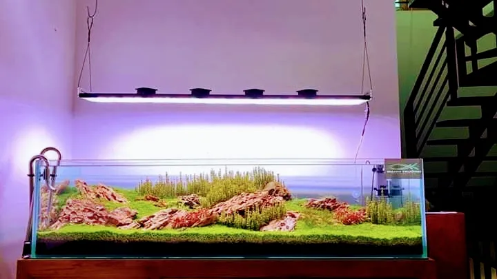 maviş-akvaryum-pet-shop foto 2