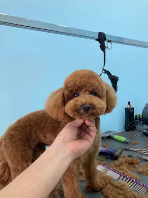 Saya Pet Kuaför