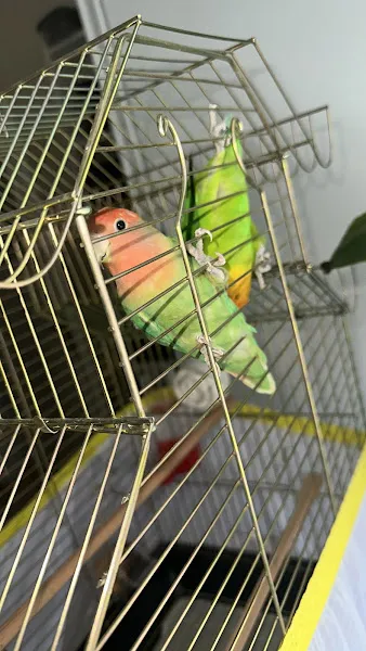 Dilan Petshop foto 1