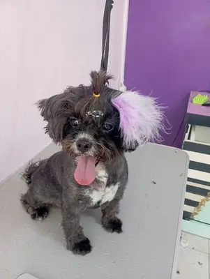 Kokoş Pet kuaför