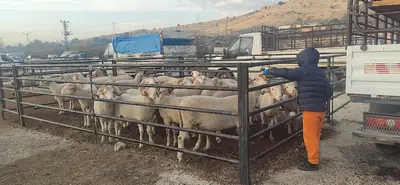 Hayvan Pazarı