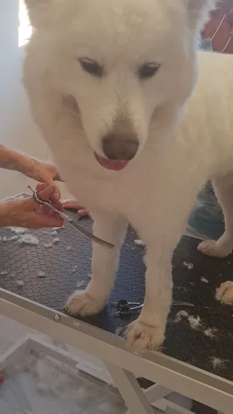 Taşucu Pet Point Veteriner Kliniği foto 2
