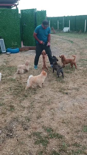 K9 DOG Club - Köpek Eğitimi foto 2