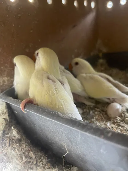 Lara Pati Pet - Lara Aktif Yaşam Merkezi foto 2