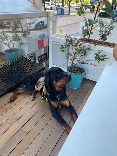 ADANA DOG CLUB köpek eğitim merkezi ve oteli foto 2