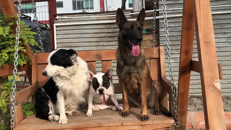 RODİ KÖPEK EĞİTİM MERKEZİ & KÖPEK OTELİ foto 2