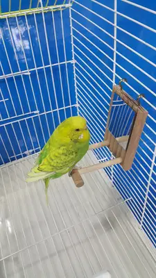 Kuş Oyuncakları (Amazon Bird Toys)