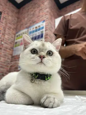 Vet Plus Veteriner Tanı ve Tedavi Merkezi fotoğrafı