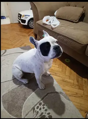 Mutlu Patiler Pet Pansiyon fotoğrafı