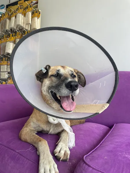 Öykü Veteriner Kliniği foto 2