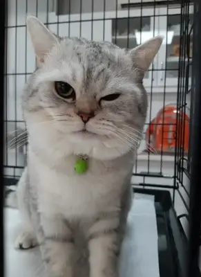 Pet-Vet Veteriner
