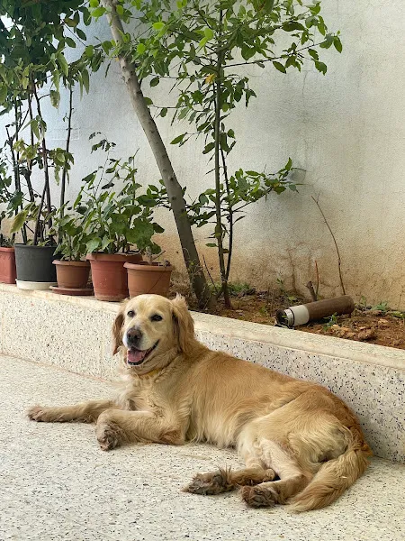 Vetpark veteriner kliniği foto 2