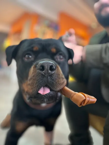 Çorum Bölge Veteriner Kliniği foto 2