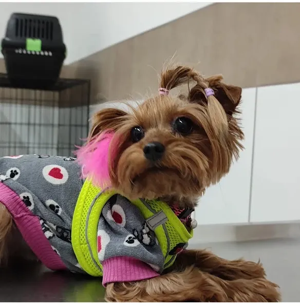 Çorum Petlife Veteriner Kliniği foto 2