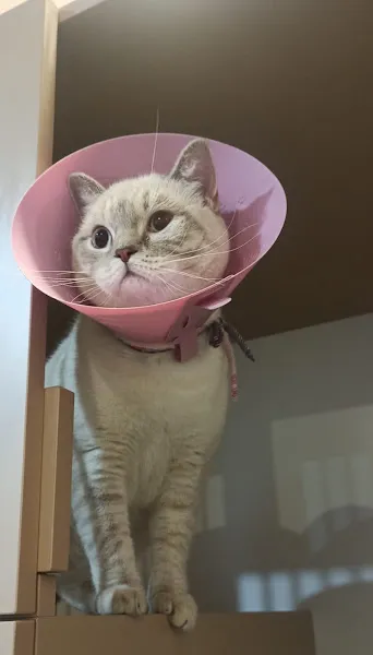 Yenimahalle Petrota Veteriner Kliniği foto 2