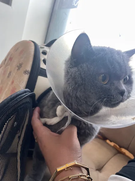 Kayseri Vetcomplex Veteriner Kliniği foto 2