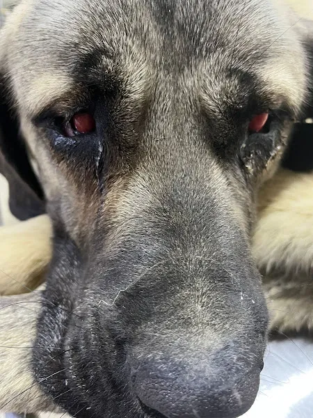 Vetland Veteriner Kliniği foto 2