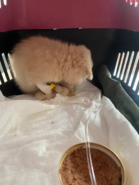 Van pet veteriner kliniği foto 2