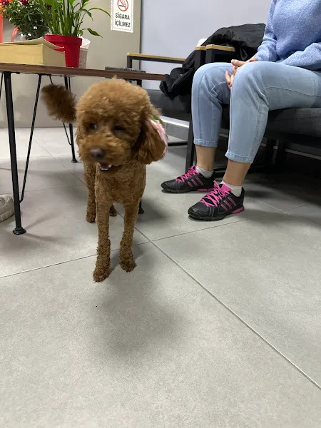 Petkey Veteriner Kliniği (Yeni Batı) foto 2