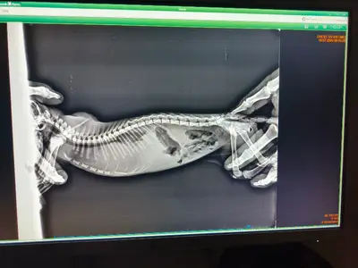 Diyarbakır veteriner Pet akademi 21