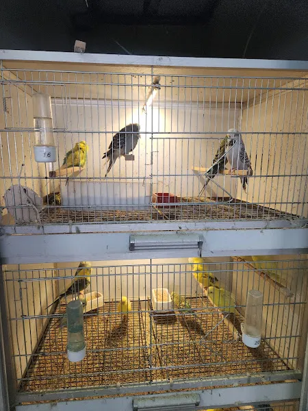 AYAZ PETSHOP foto 2