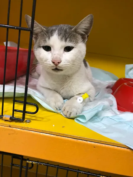 Pati Zonguldak Veteriner Kliniği foto 2
