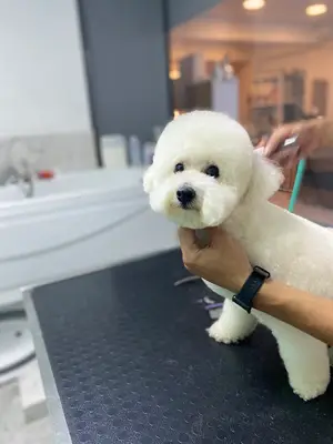 Petmodern Pet Kuaförlük & Shop