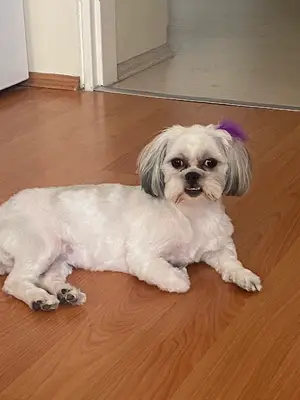 Arota Pet Kuaför fotoğrafı