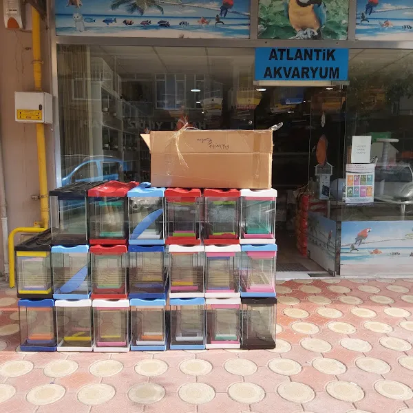 Bafra atlantik akvaryum foto 2