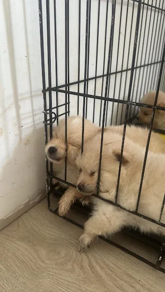 İsvet Veteriner Kliniği foto 2