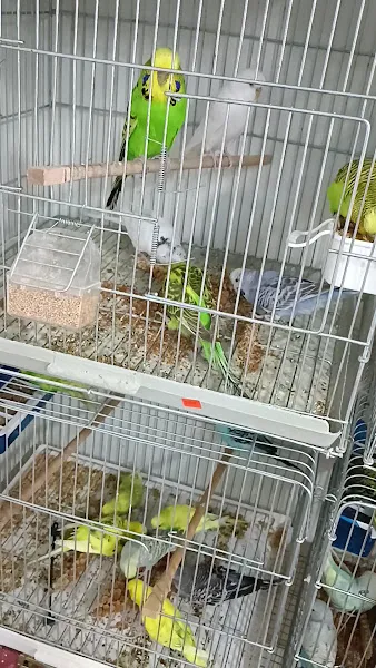 💫AYYILDIZ PETSHOP💫 foto 2