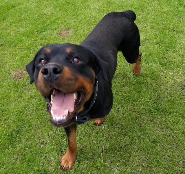 Pet Villas Köpek Oteli Eğitimi ve Rehabilitasyon Merkezi foto 2