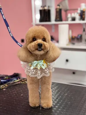 PAWLAND PET KUAFÖR/STORE By pet Stylist Rabia nur Gülay