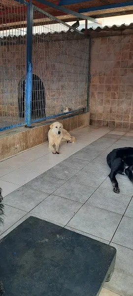 Üsküdar Geçici Hayvan Barınağı foto 2