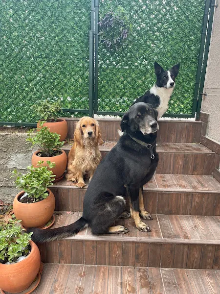Dog Art Academy foto 2