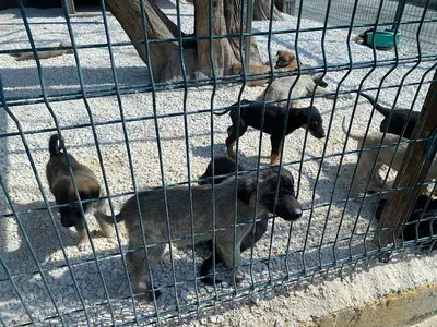 Antakya Hayvan Barınağı