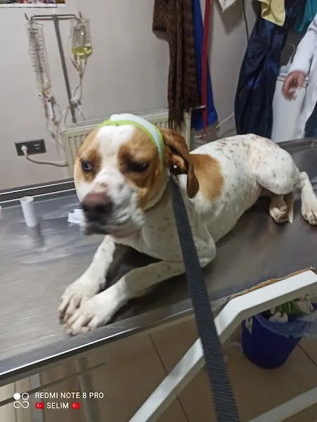 Başkent Veteriner Kliniği ERZURUM foto 2