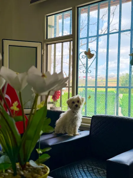 Köpek Eğitimi Merkezi - Pet Oteli ve Pansiyon Çiftliği - Köpek Eğitmeni Murat Güngör İstanbul foto 2