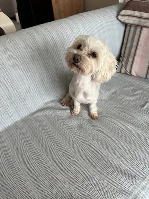 Ankara Köpek Eğitimi fotoğrafı