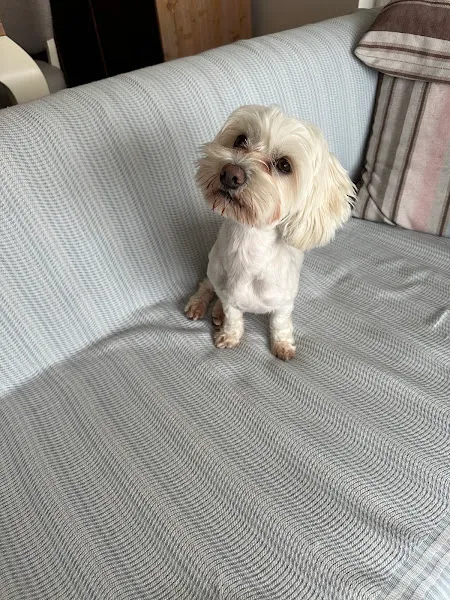 Ankara Köpek Eğitimi foto 1