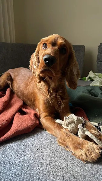 Ankara Köpek Eğitimi foto 2