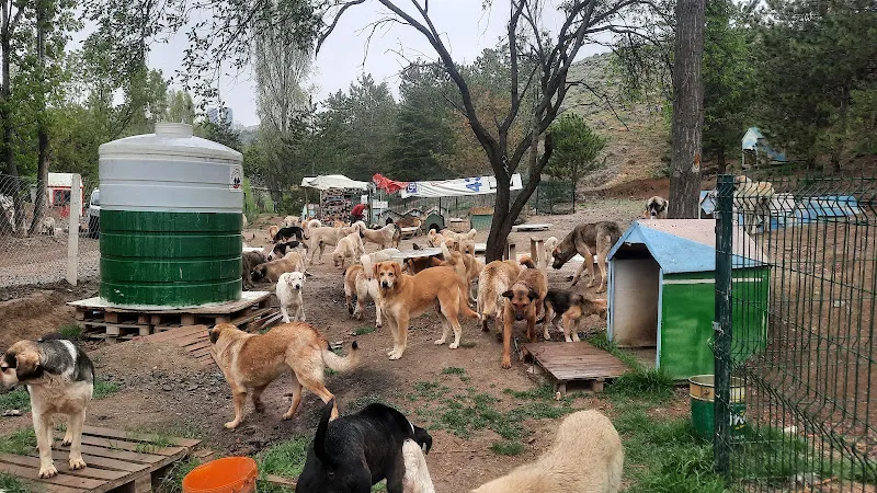Köpek Barınağı SOKAKTA KALANLAR BAKIMEVİ foto 1