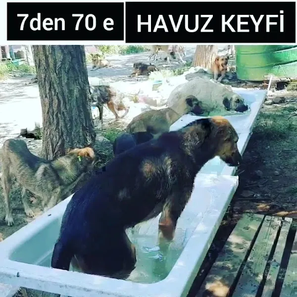 Köpek Barınağı SOKAKTA KALANLAR BAKIMEVİ foto 2
