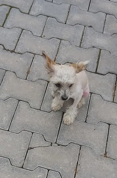 Balıkesir Sokak Hayvanları Bakımevi foto 2