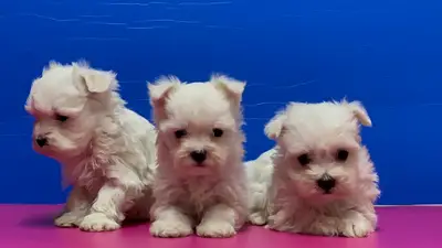 Bestdog Heaven Bursa Köpek Çiftliği fotoğrafı