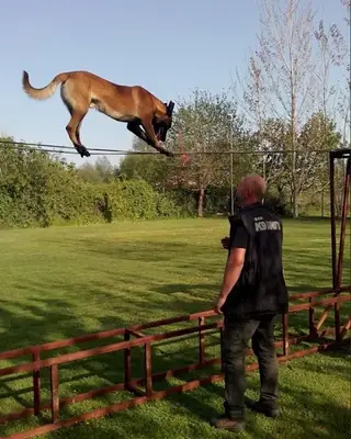 KÖPEK EĞİTİMİ ANTALYA - ANTALYA KÖPEK EĞİTİM MERKEZİ, köpek oteli, köpek pansiyonu fotoğrafı
