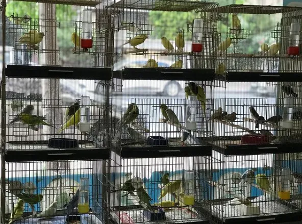 Manyas Petshop foto 1